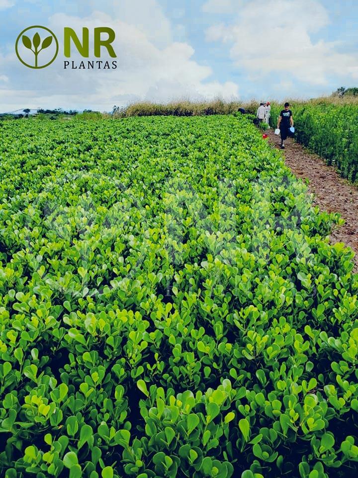 Área de produção e cultivo de plantas ornamentais da NR Plantas em Registro SP