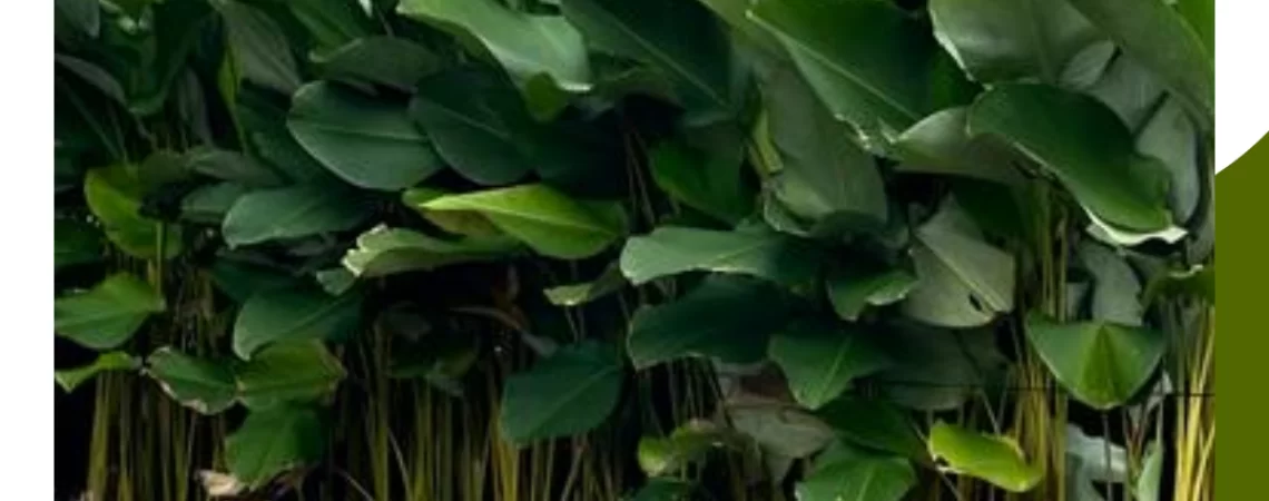 _NR plantas